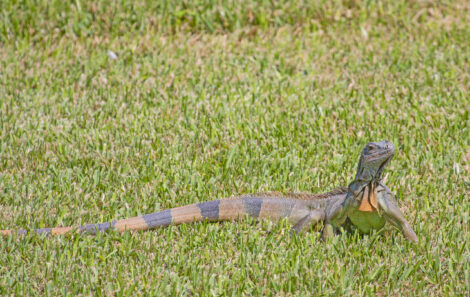 article image - Green iguana
